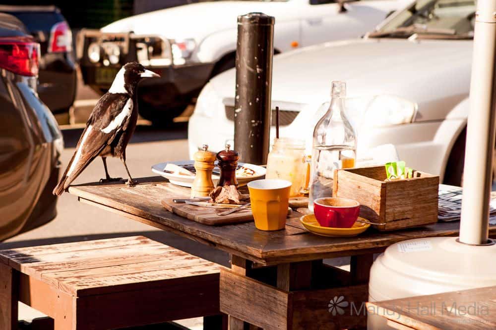 Magpie at brunch