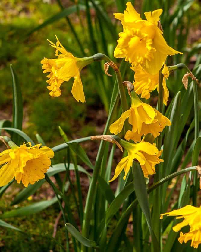 Daffodils