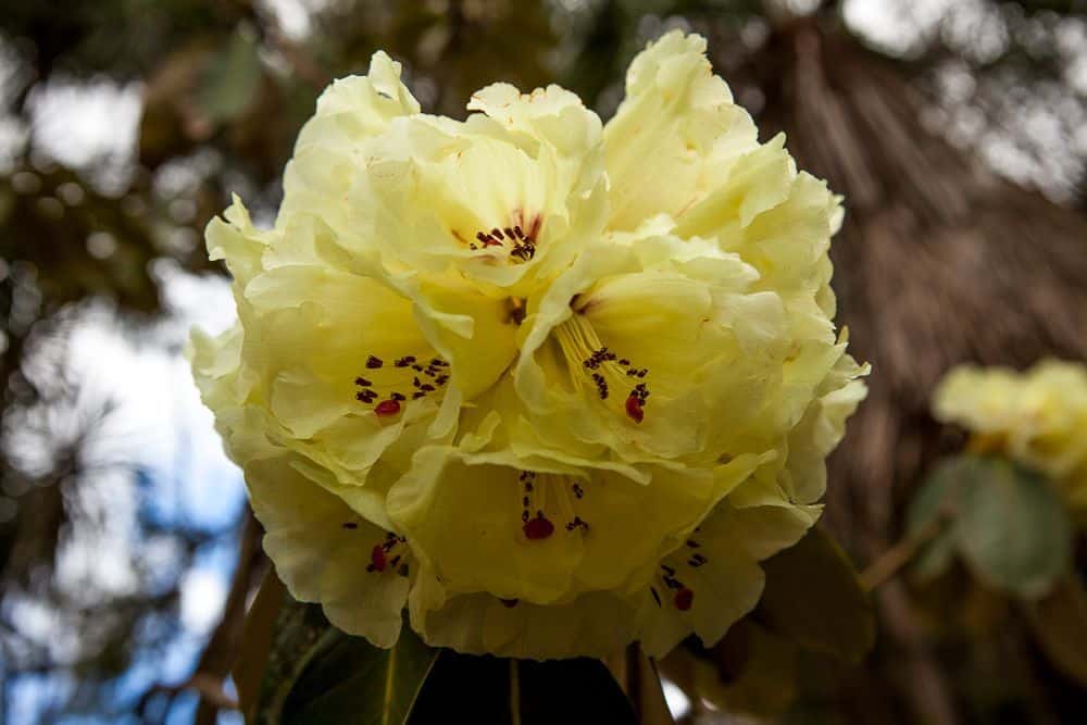 Yellow flowers