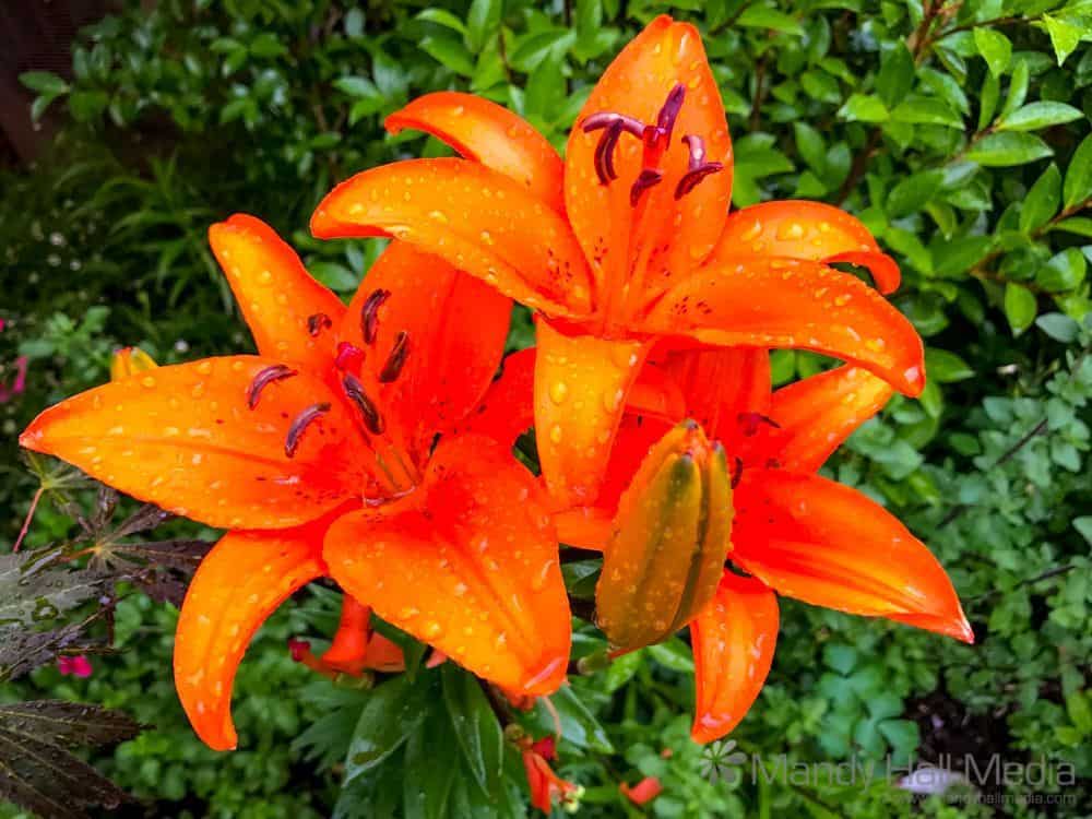 Orange flowers