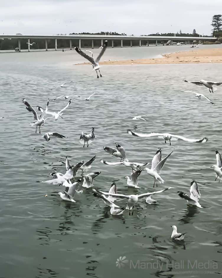 Seagull traffic jam