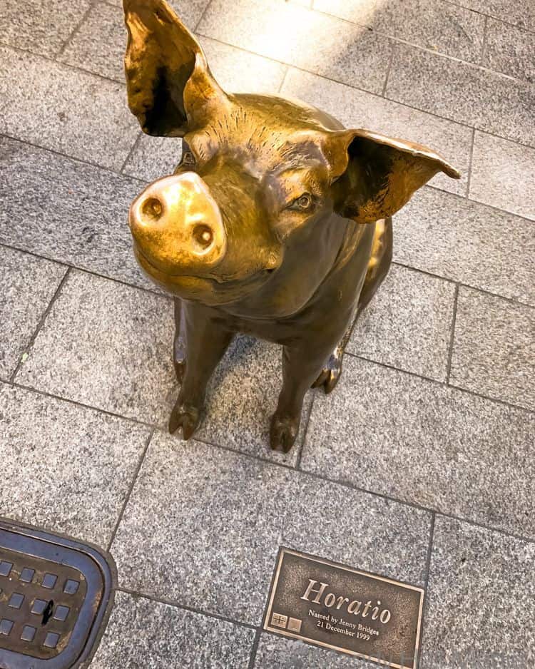 Horatio the pig