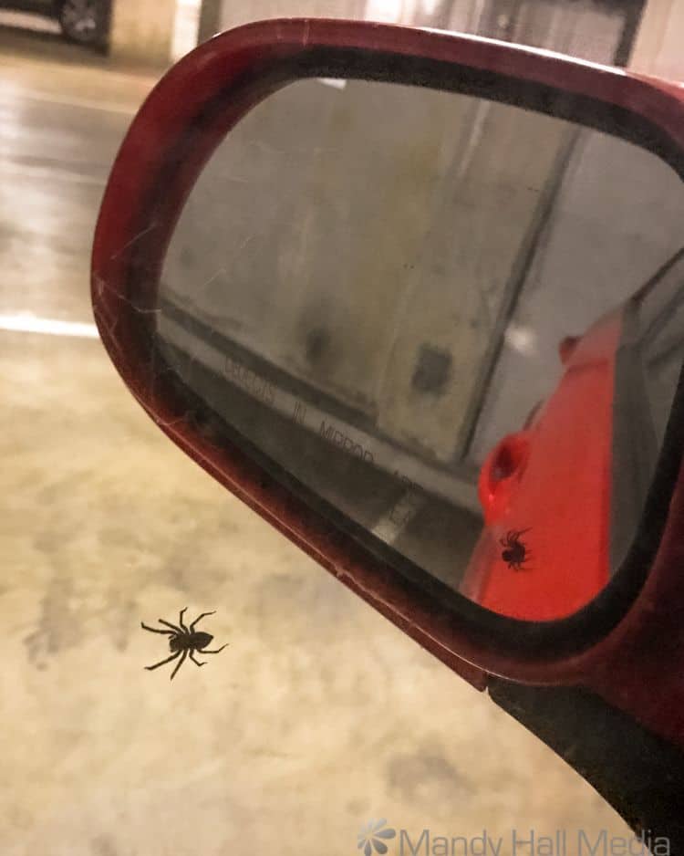 The spider that lives in the side mirror of my car