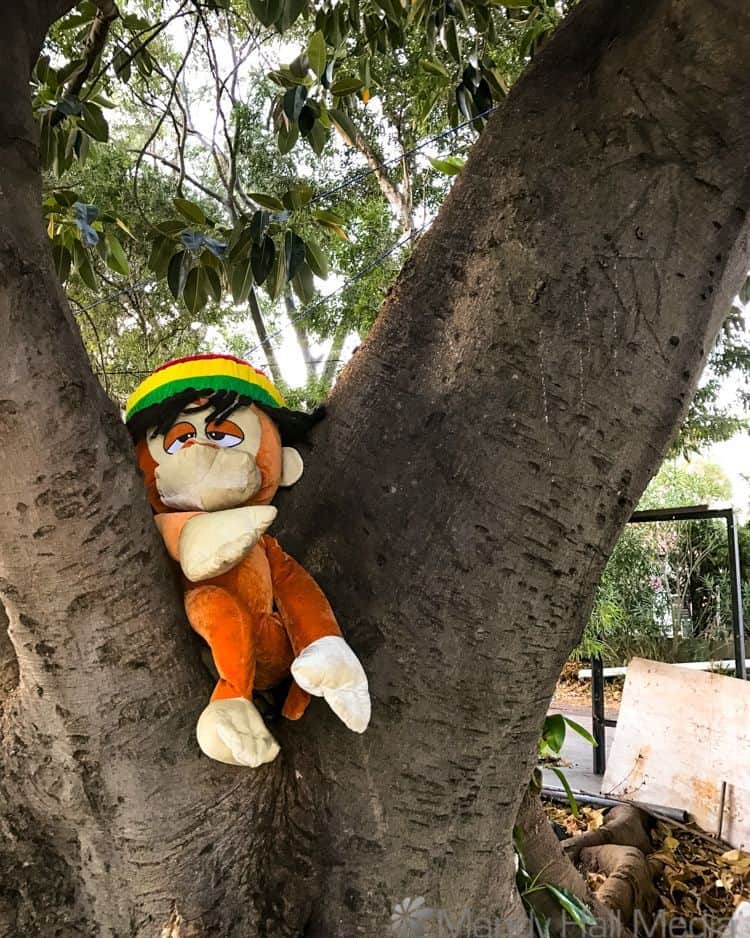 Very relaxed monkey