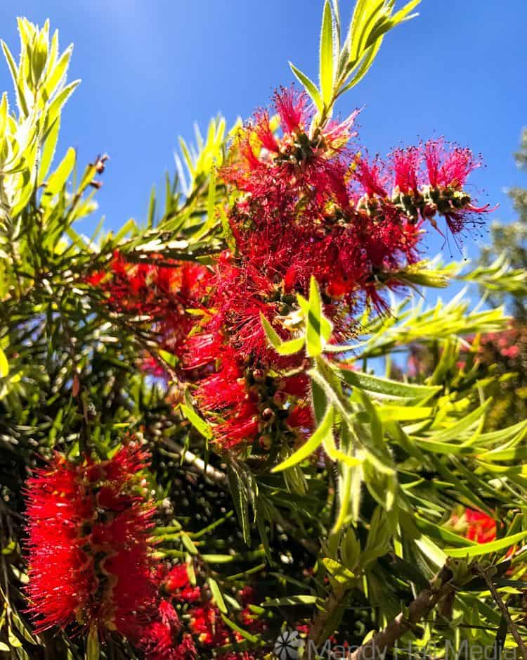 Bottle brush