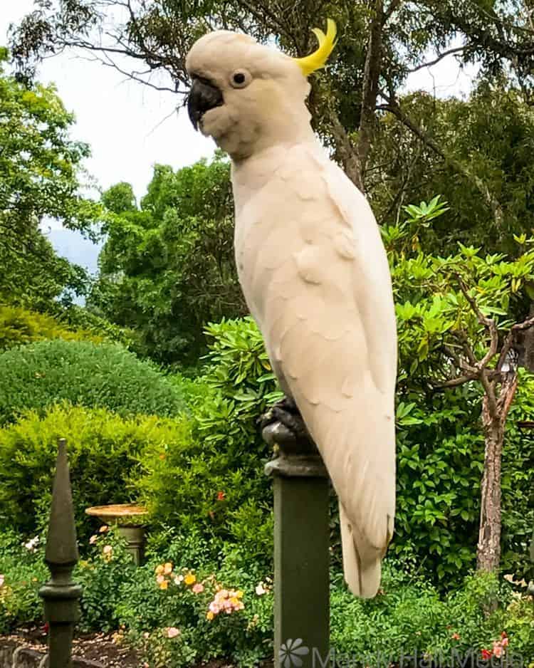 Cockatoo waiting for his biscuit