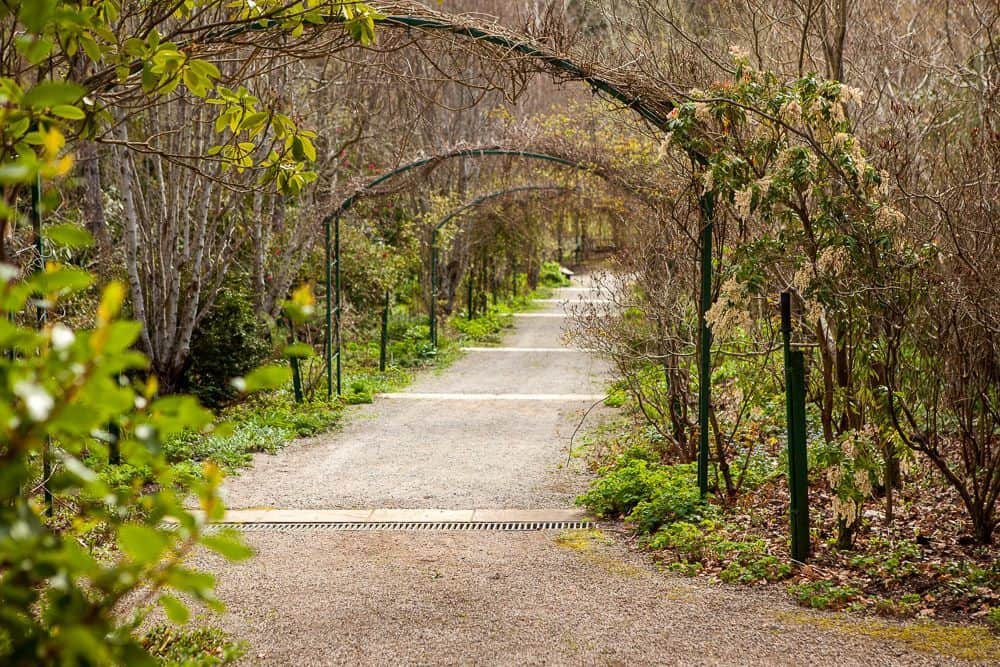 Pathway through the trees
