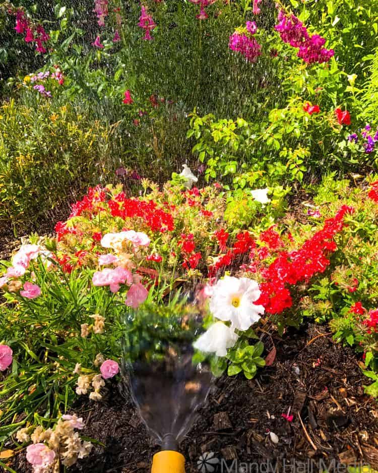 Watering the flowers