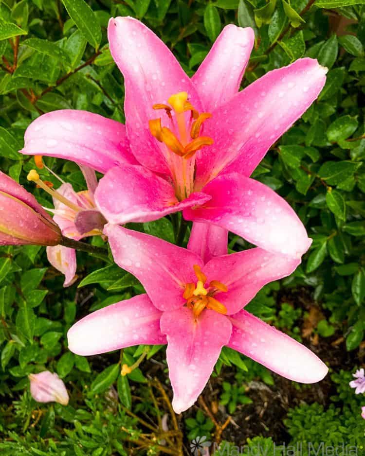 Flowers after the rain
