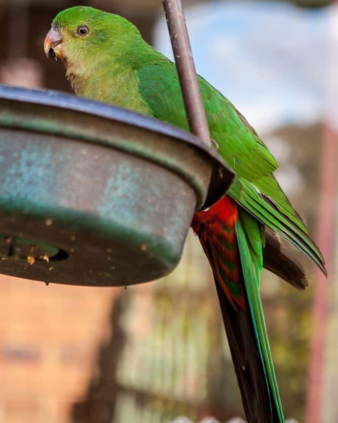Happy king parrot