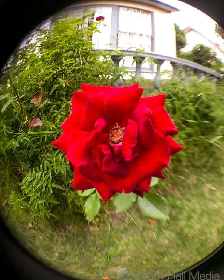 Red rose