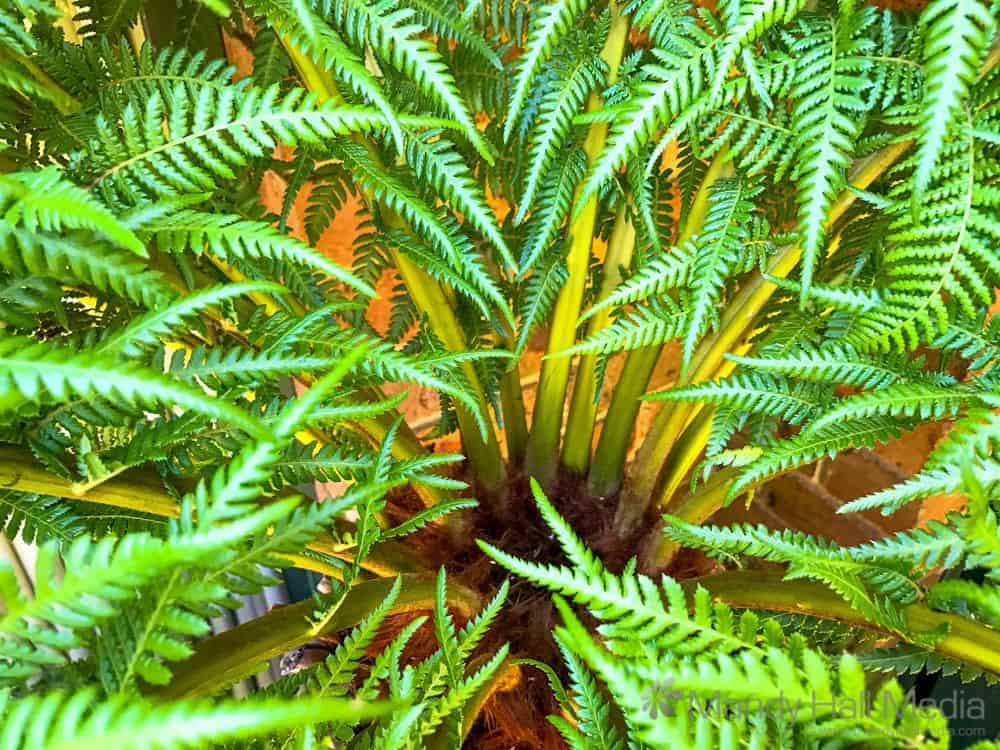 Tree fern