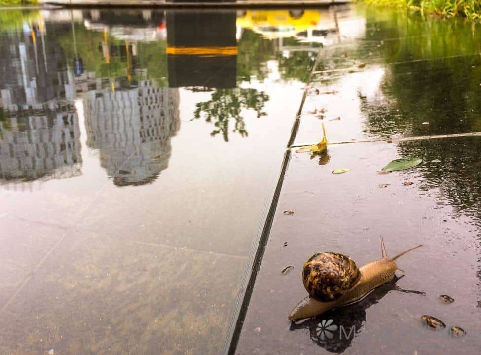 Snail in the rain