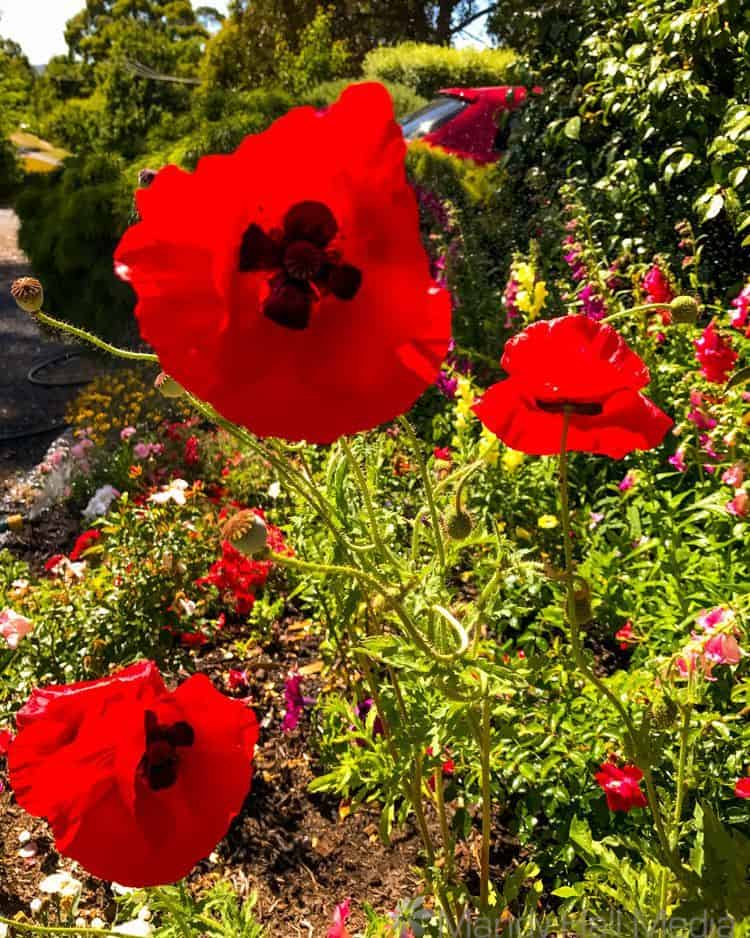 Red Poppies