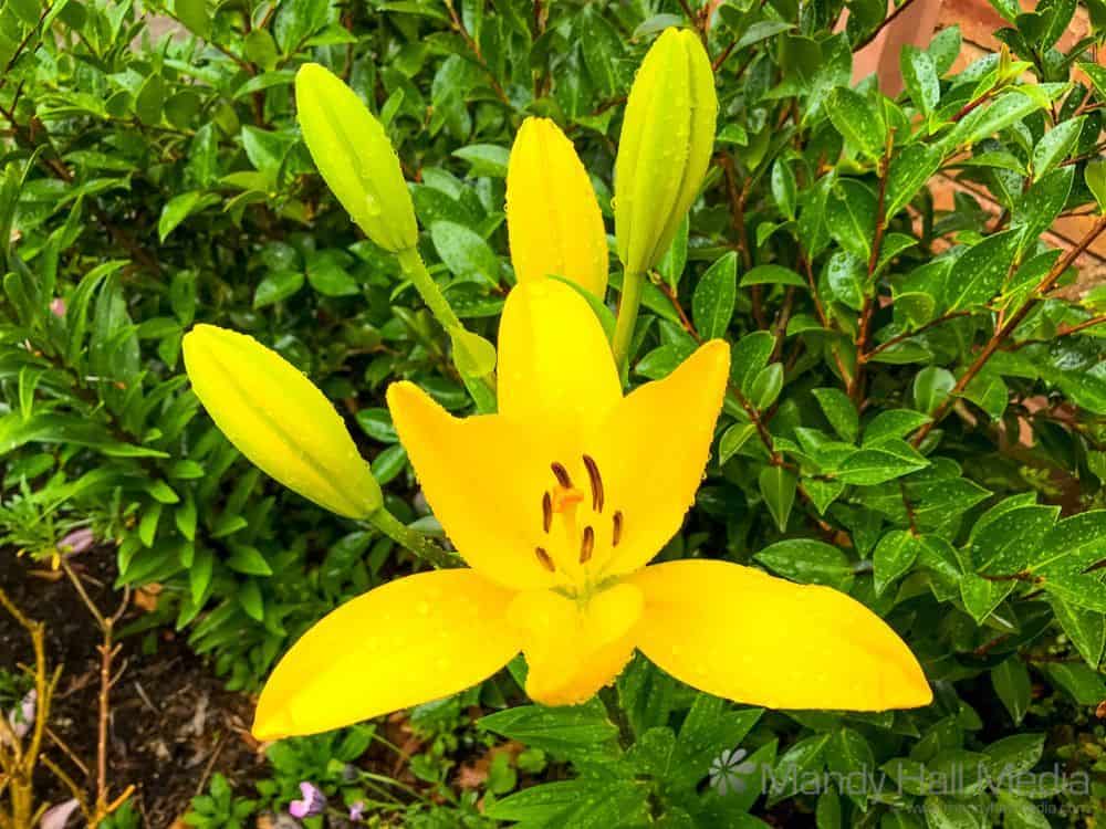 Yellow flower in the rain