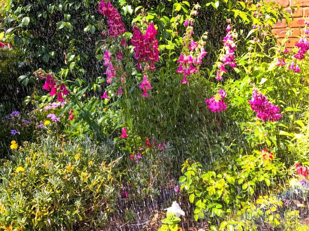 Watering the flowers