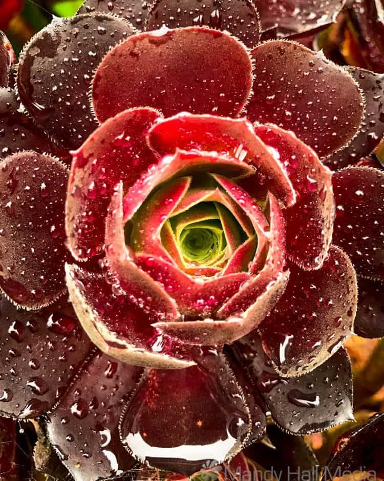 Succulent in the rain