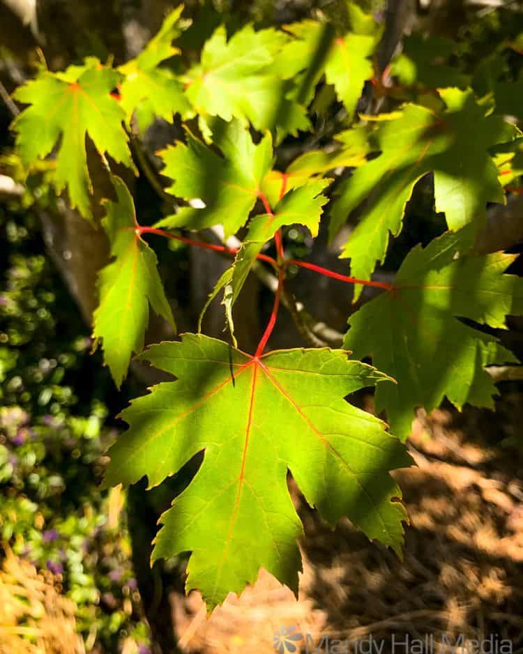 Leaves in the afternoon sun