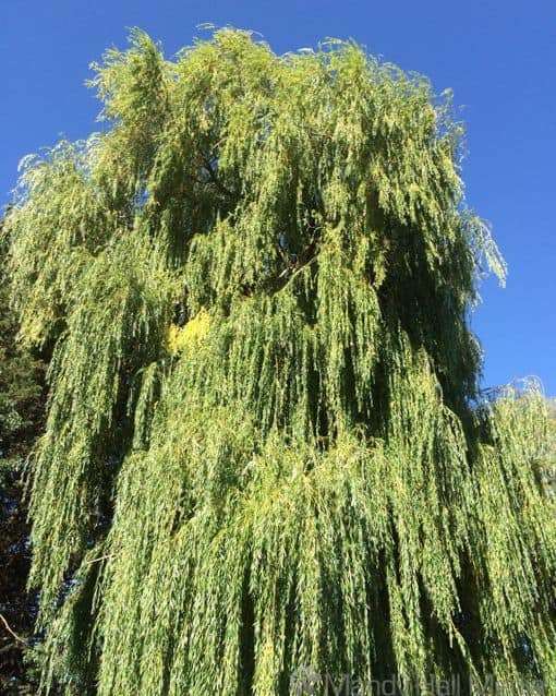Weeping willow