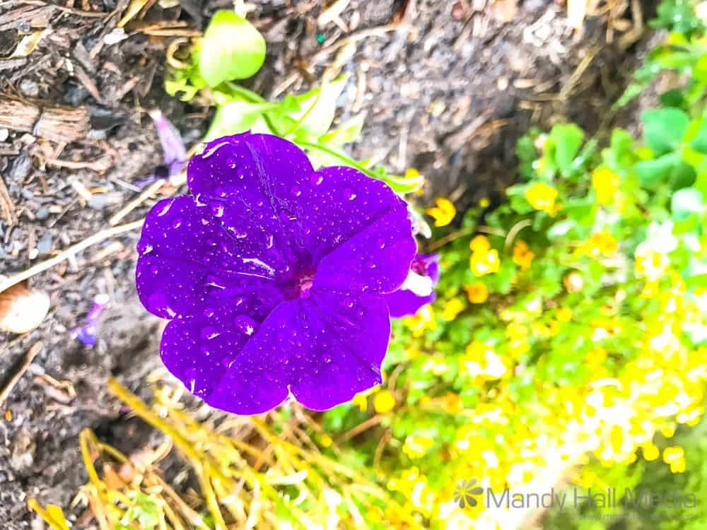 Purple flower in the rain