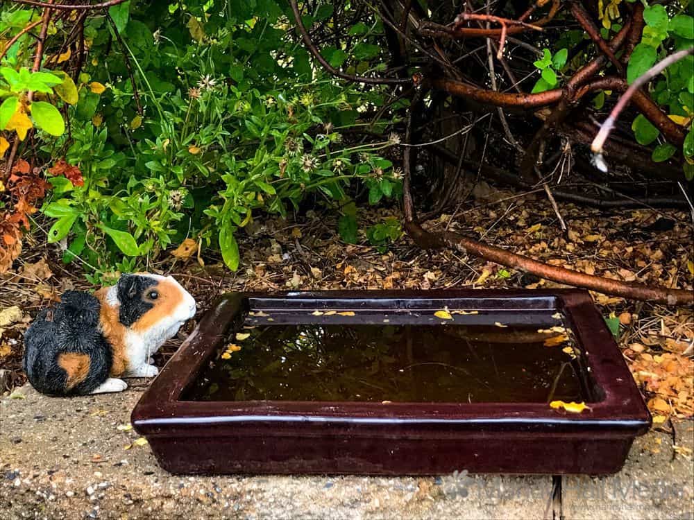 Guinea Pig