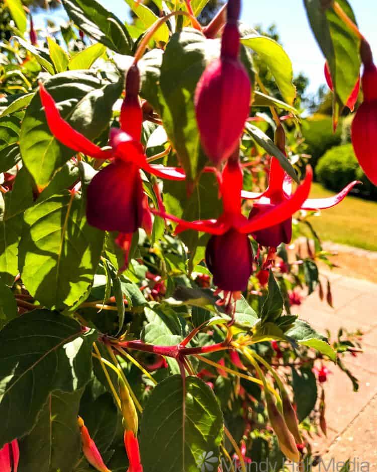 Fuschias