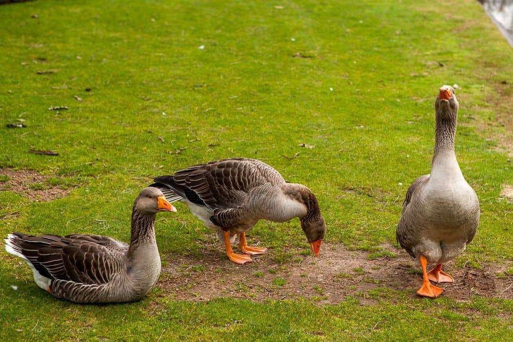Geese