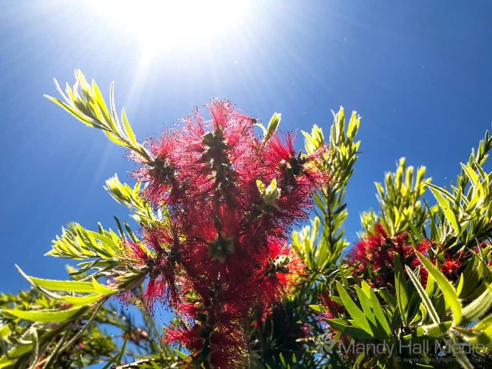 Bottlebrush in the sun