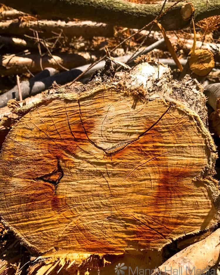 Firewood