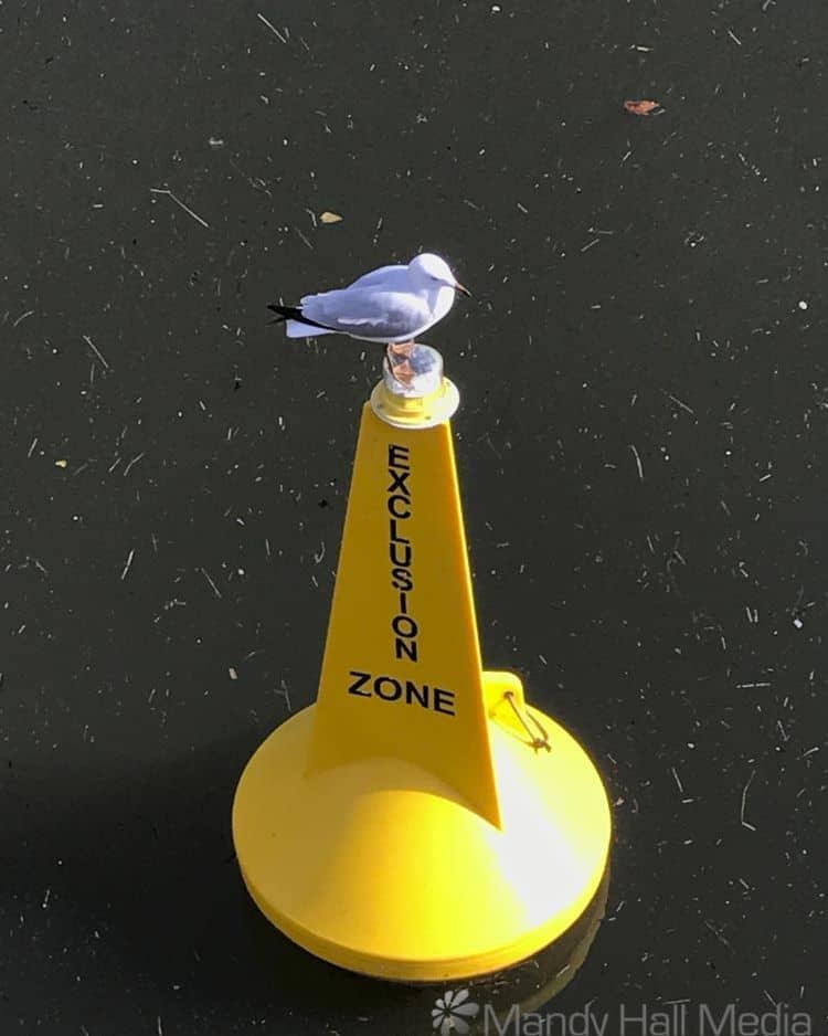 Seagull exclusion zone