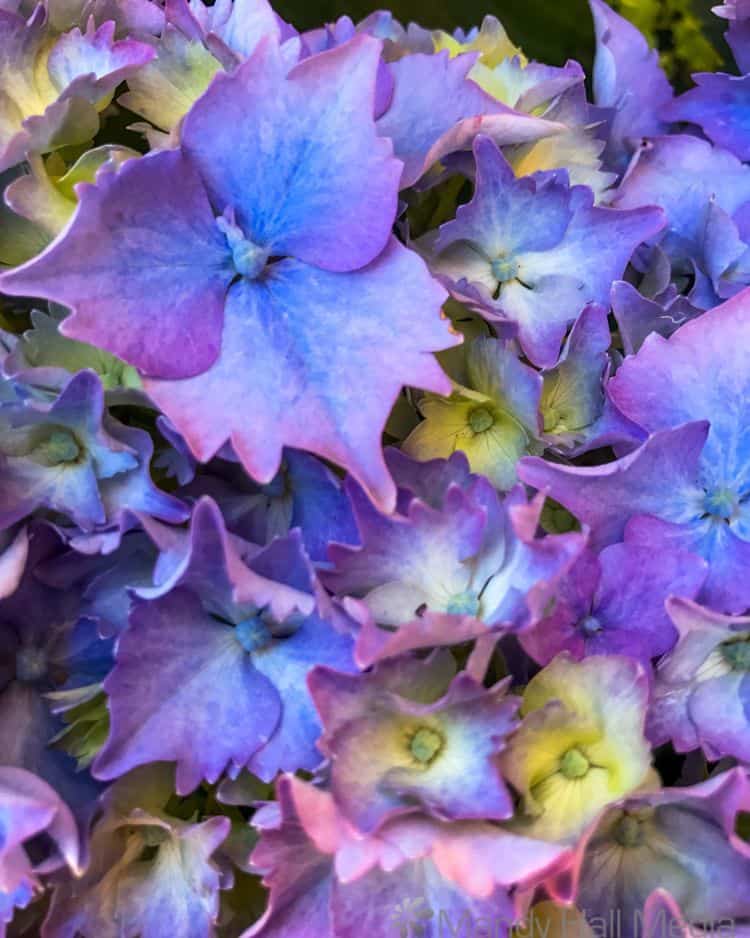 Great colours