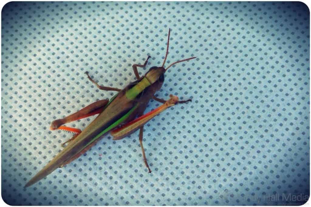 A grasshopper I found at the supermarket. Great colours.