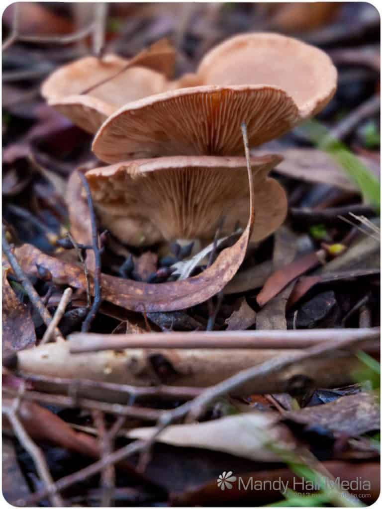 Fungus in the leaves