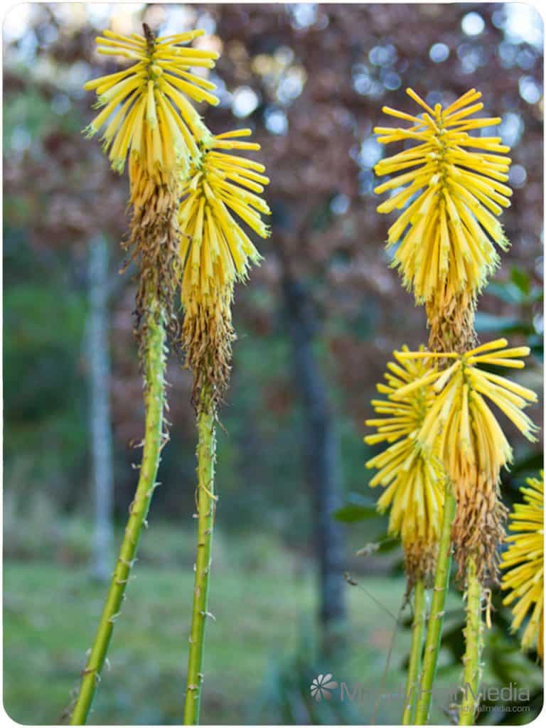 Yellow pokers in the garden