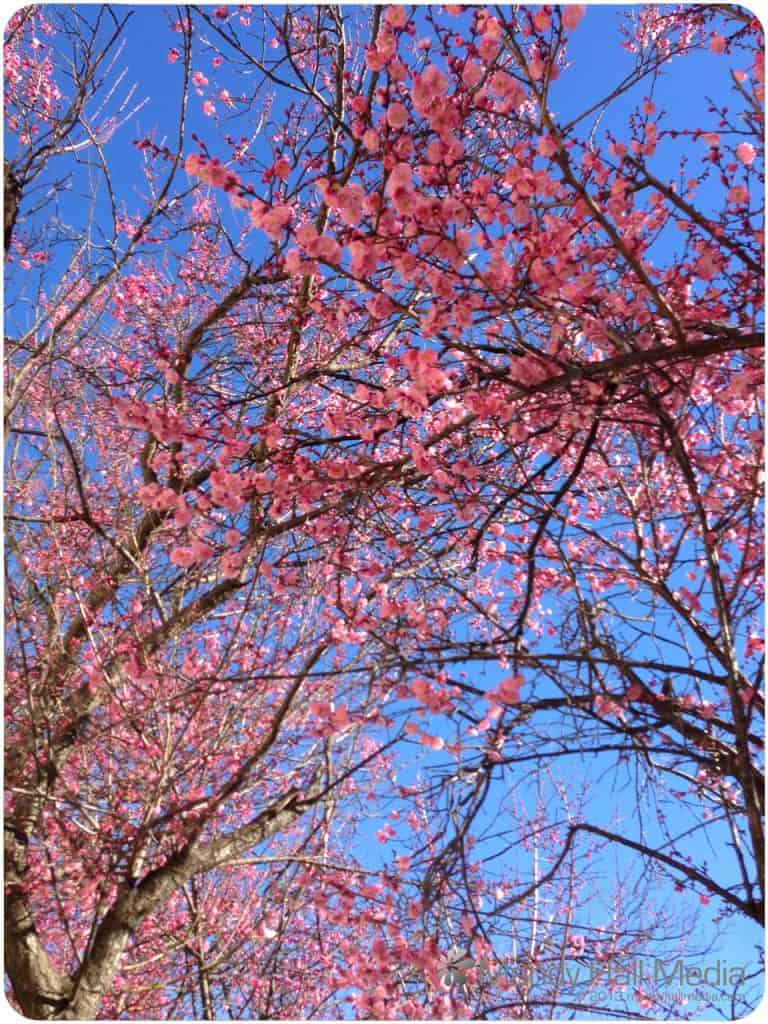 Beautiful cherry blossoms this year