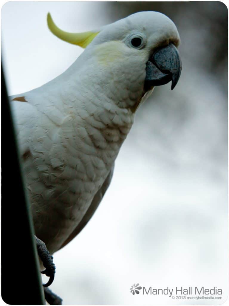 Cocky waiting to be fed