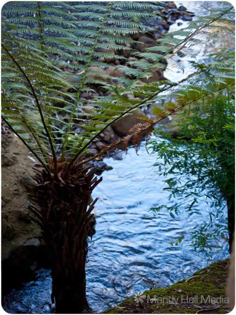 Fern and creek