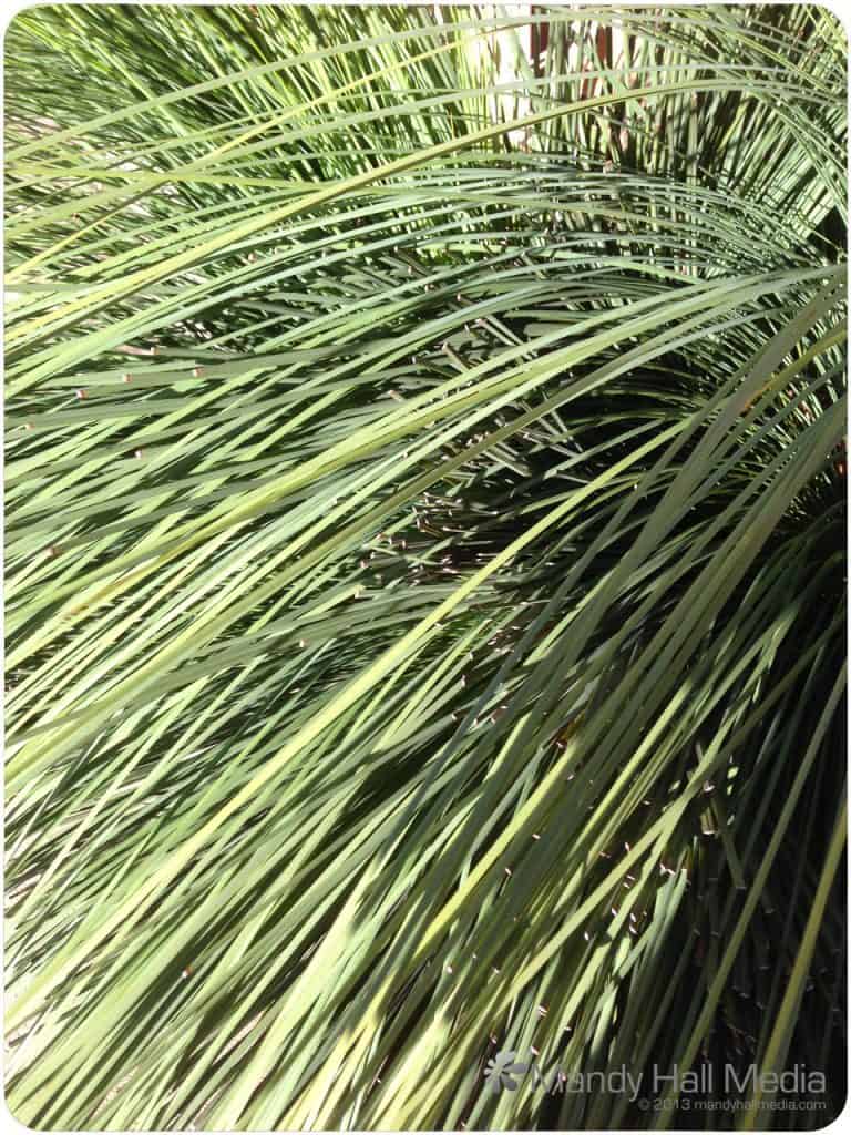 Native grass