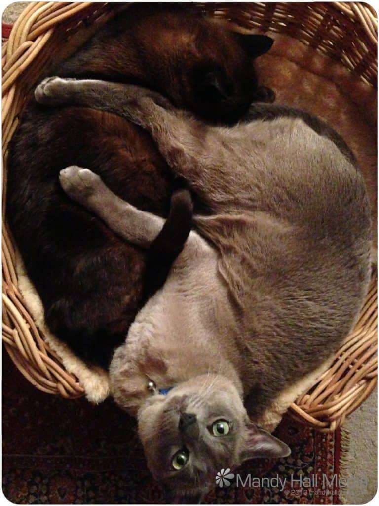 Yin Yang cats in front of the fire