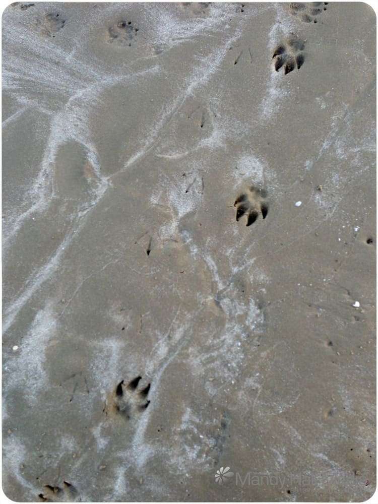 Dogs and seagulls at the beach