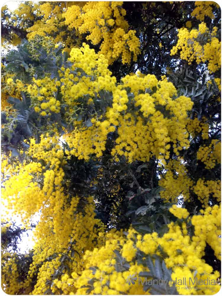 The wattle has started coming out