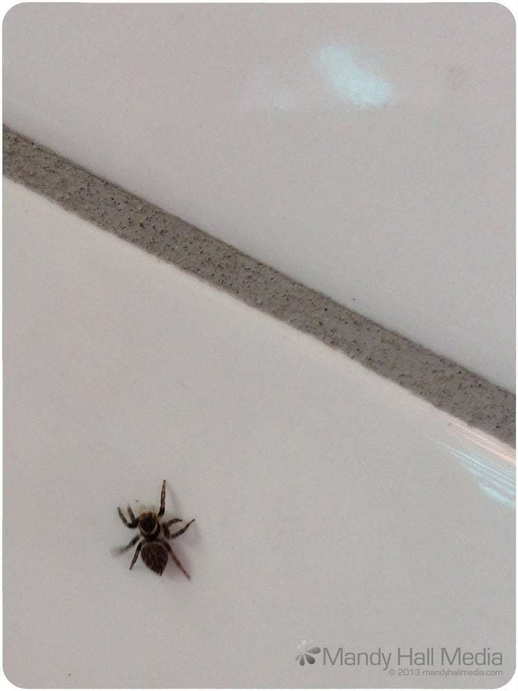 Little jumping spider in my kitchen