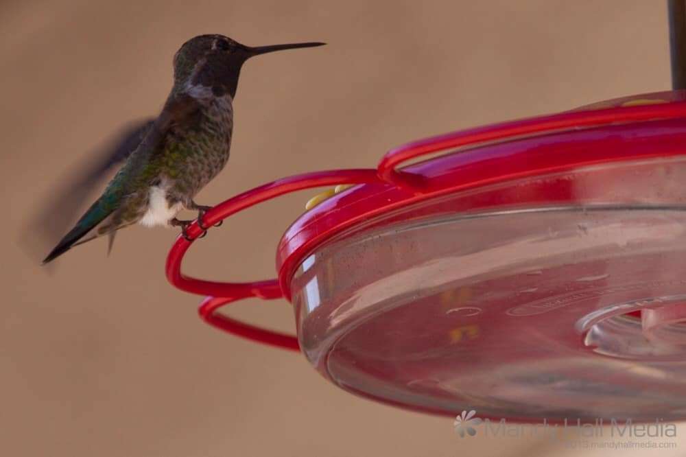Gorgeous little hummingbirds. So fast.