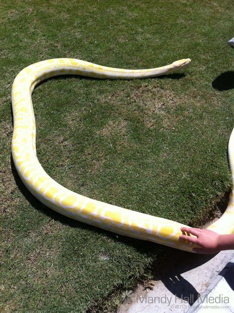 Big snake on Huntington Beach