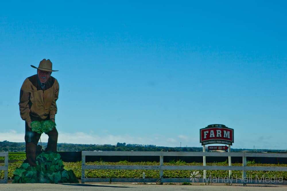 This farmer seems to be very pleased with his cabbages