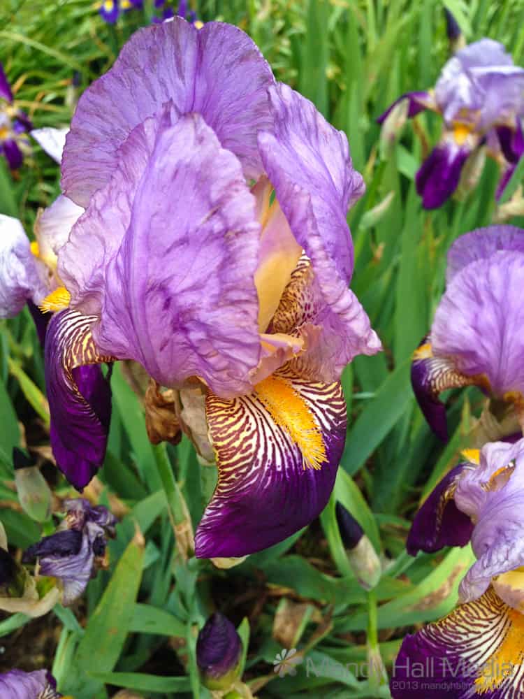 Iris flowers in the garden