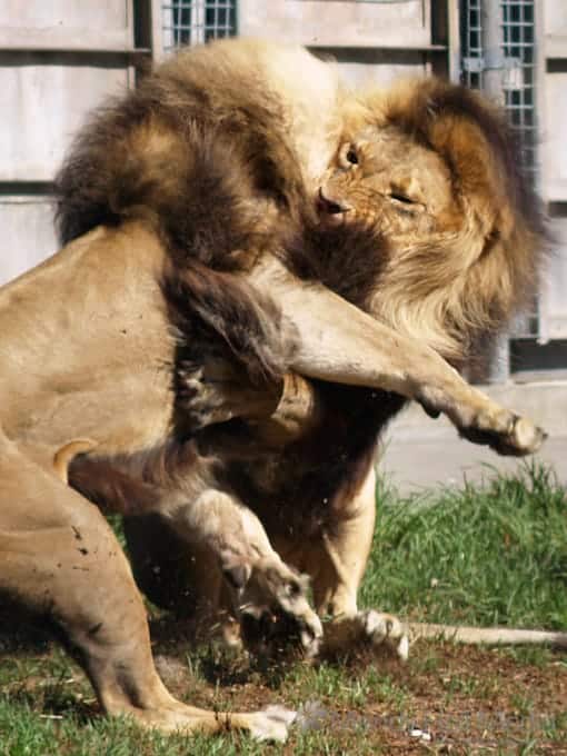 Feeding time at the zoo and the lions are having a fight