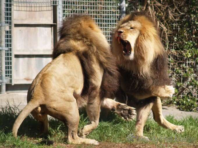 Feeding time at the zoo. The lions are having a bit of an argument over who gets fed first.