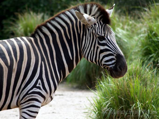 Animals at the zoo