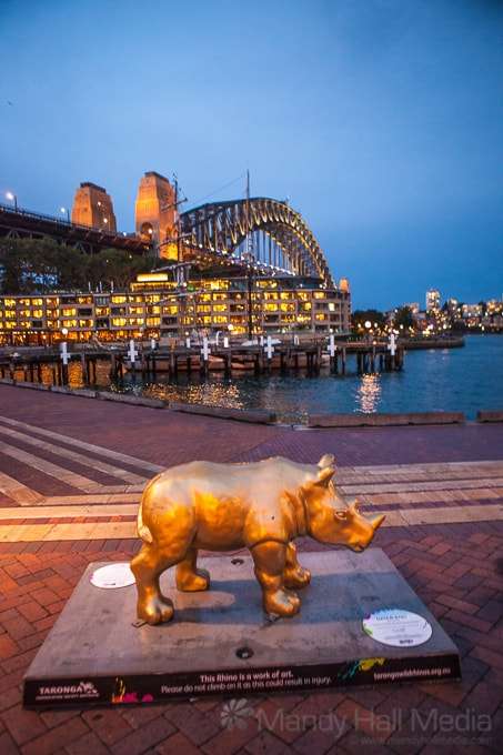 Golden baby rhino in Circular Quay, Sydney.